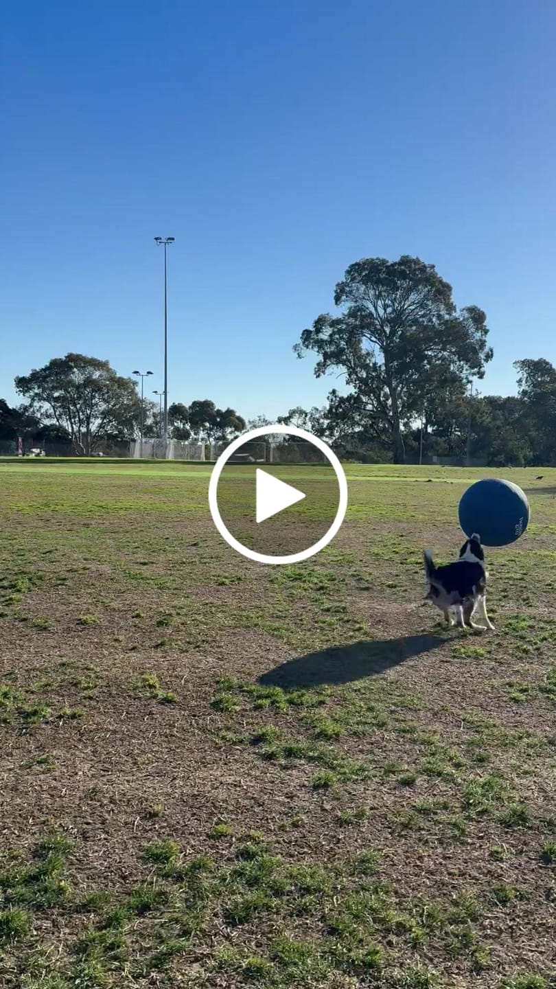 Customer video review of Herding Ball