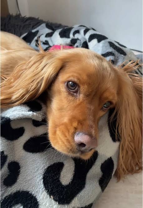 Customer photo review of Selekta CalmPaw™ - Respira Paz en Casa