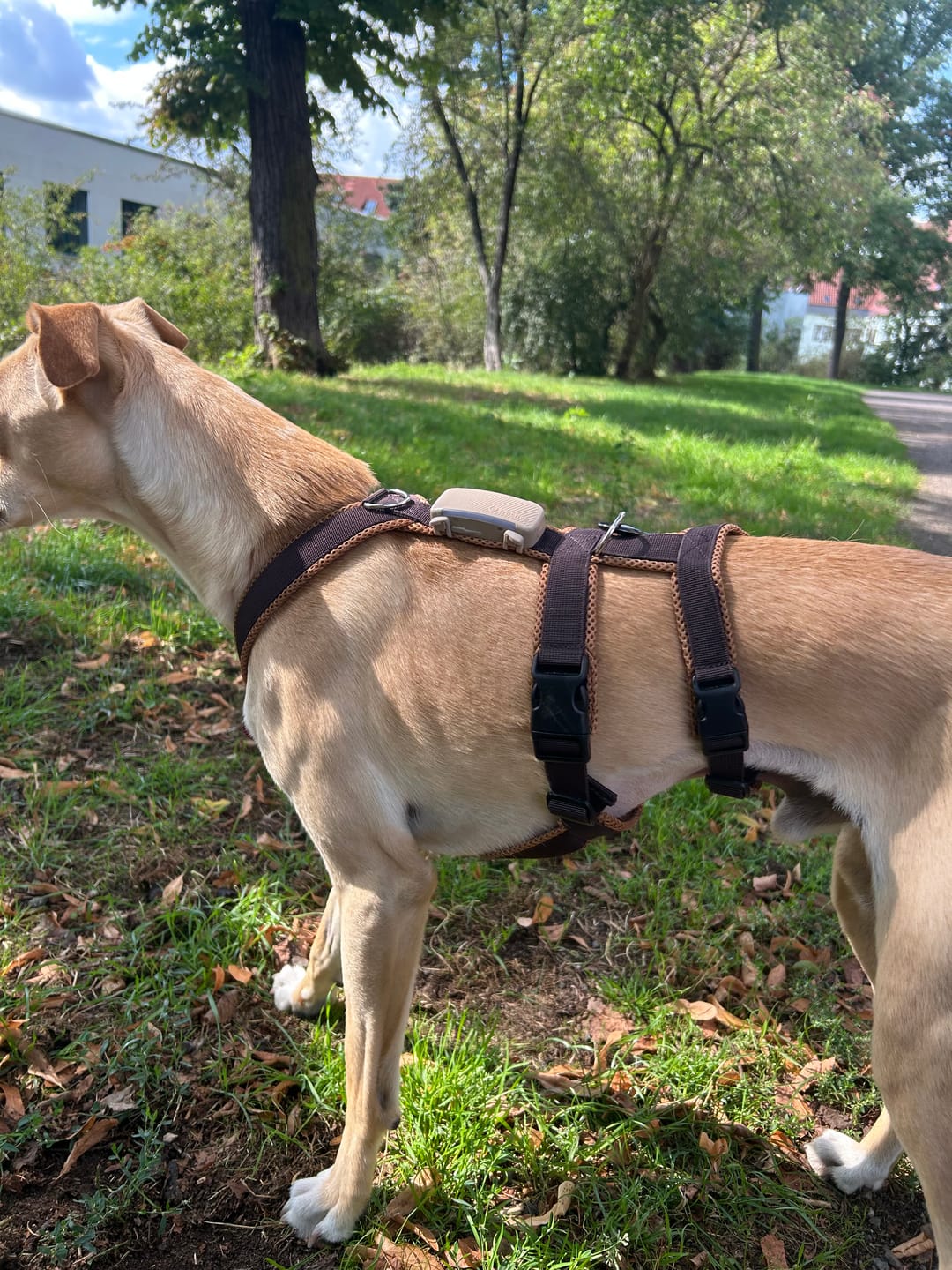 Customer photo review of Sicherheitsgeschirr FUN "Toffee"