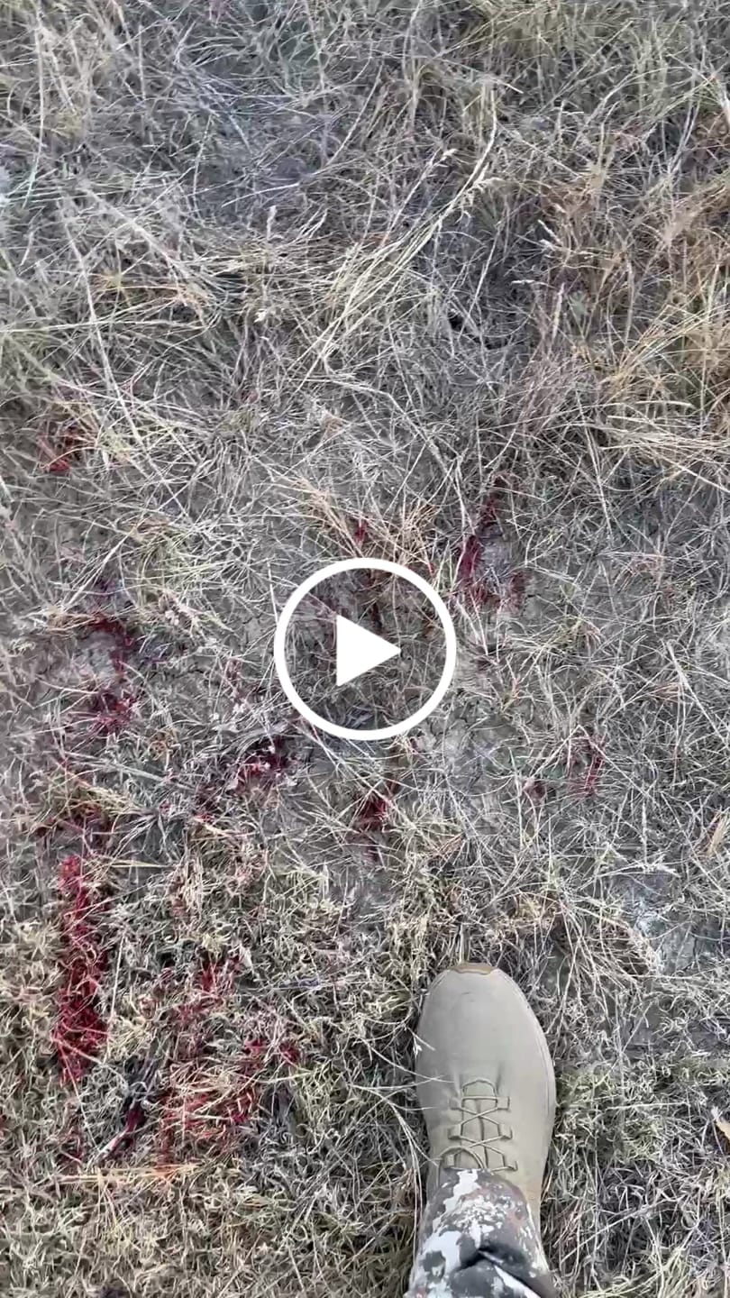 Customer video review of Cut on Contact Titanium Broadheads (3 Pack)