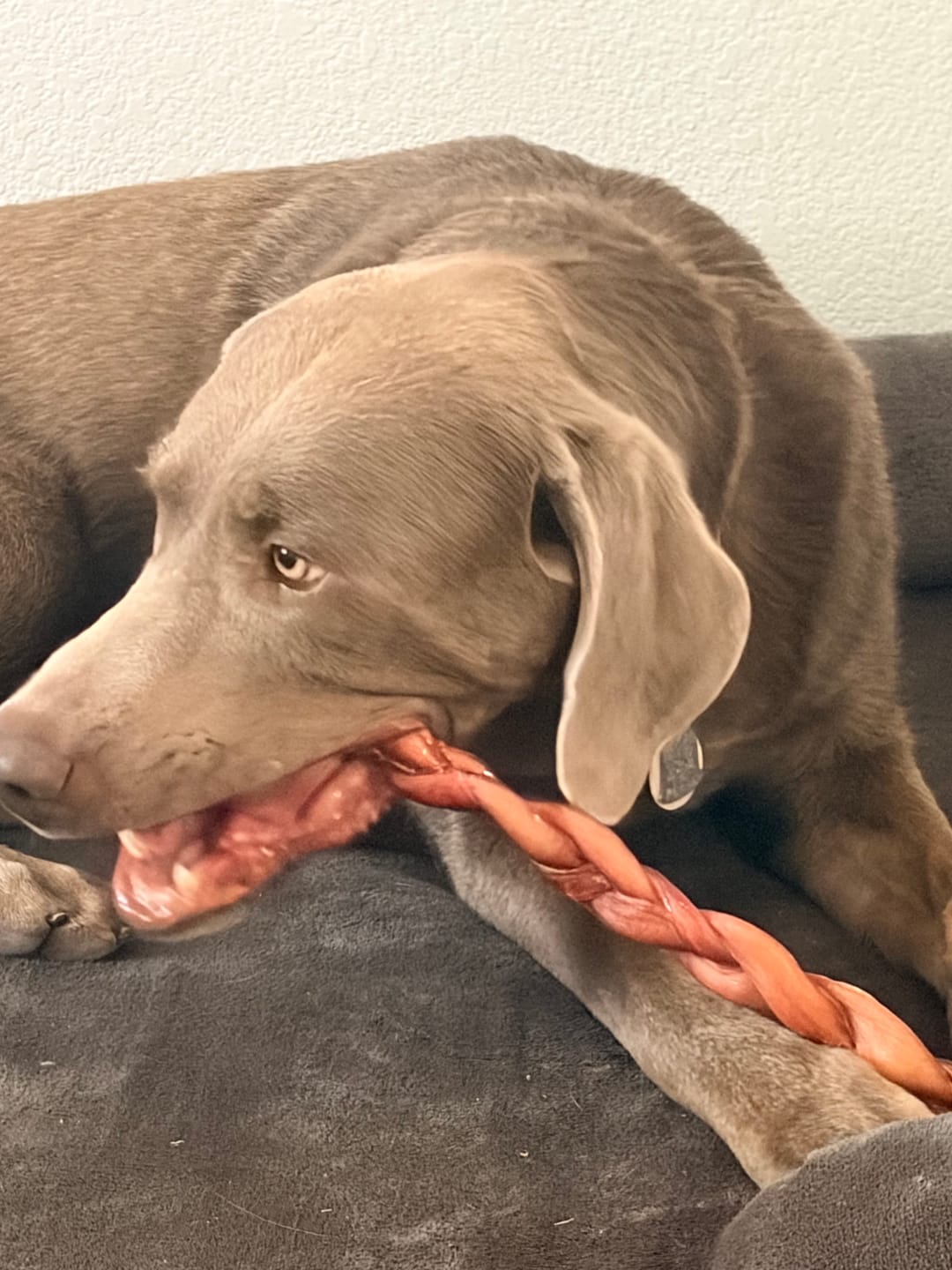 Customer photo review of 12 Inch Thick Braided Bully Stick