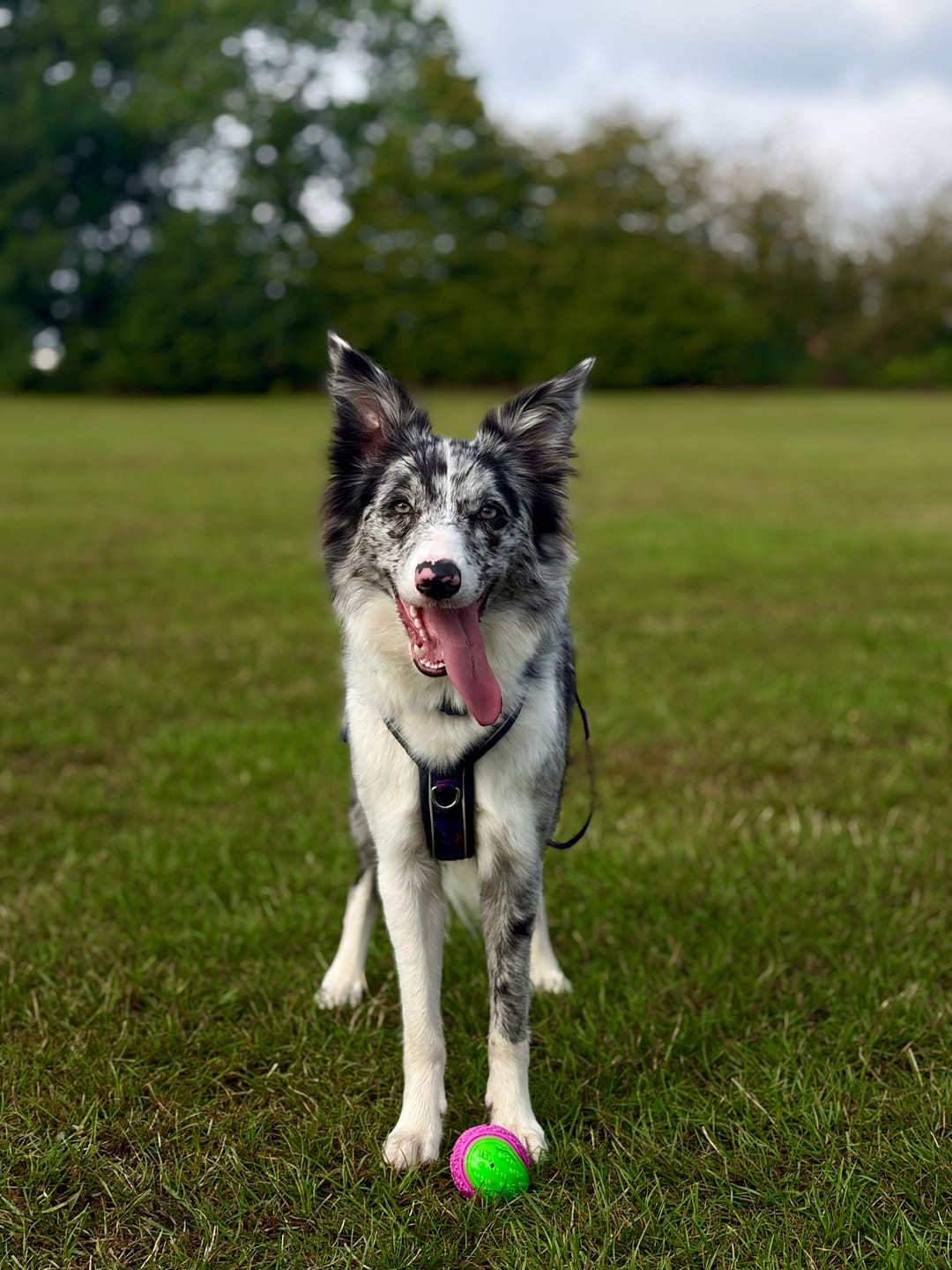 Customer photo review of Apex® Harness