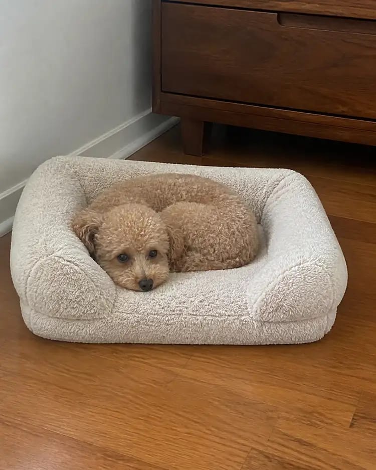 Customer photo review of ComfortCradle Orthopedic Dog Bed