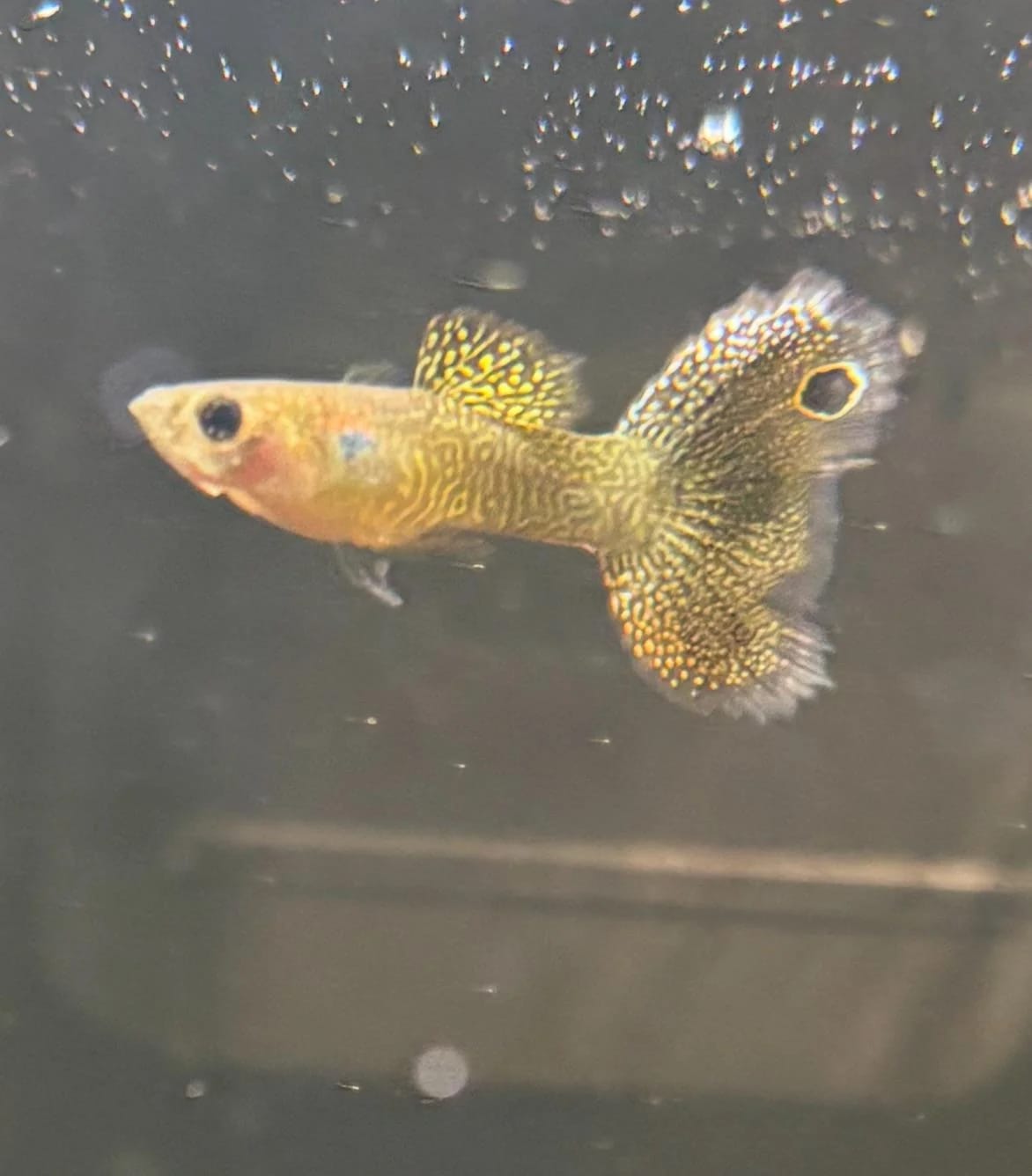 Customer photo review of Albino Yellow Lace Guppy Fish