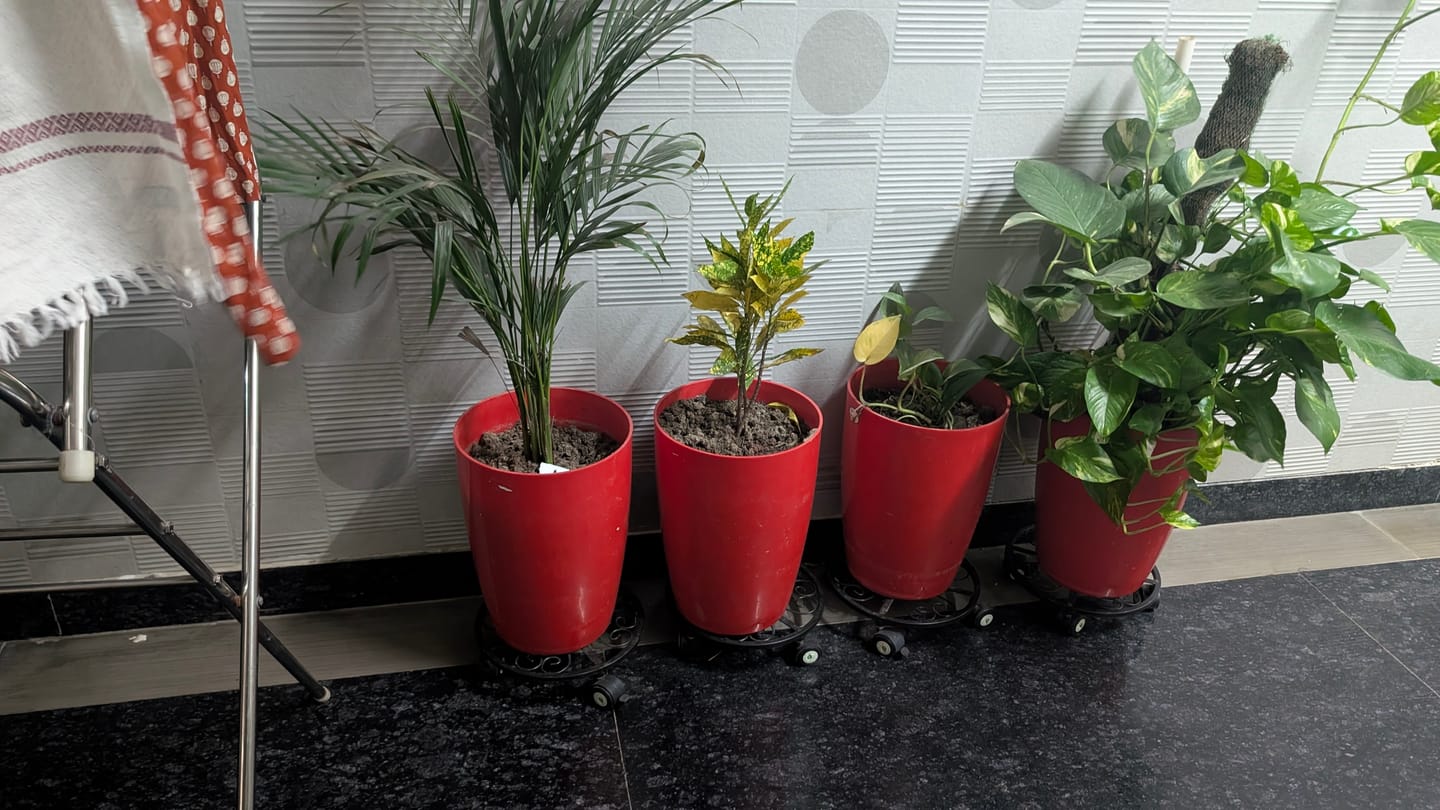 Customer photo review of TryGreen Luna Wheel Rolling Plant Stand for Planters