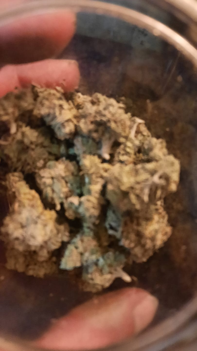 Customer photo review of Toad Crossing THCA Flower