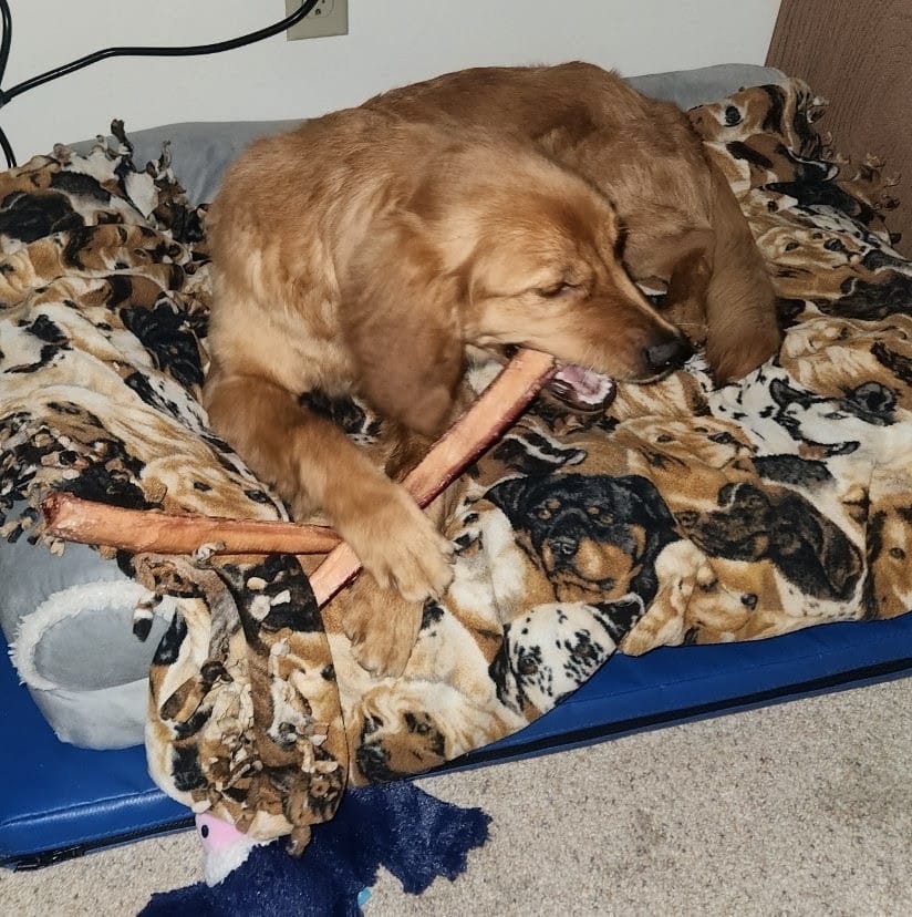Customer photo review of 12 Inch Monster Bully Stick