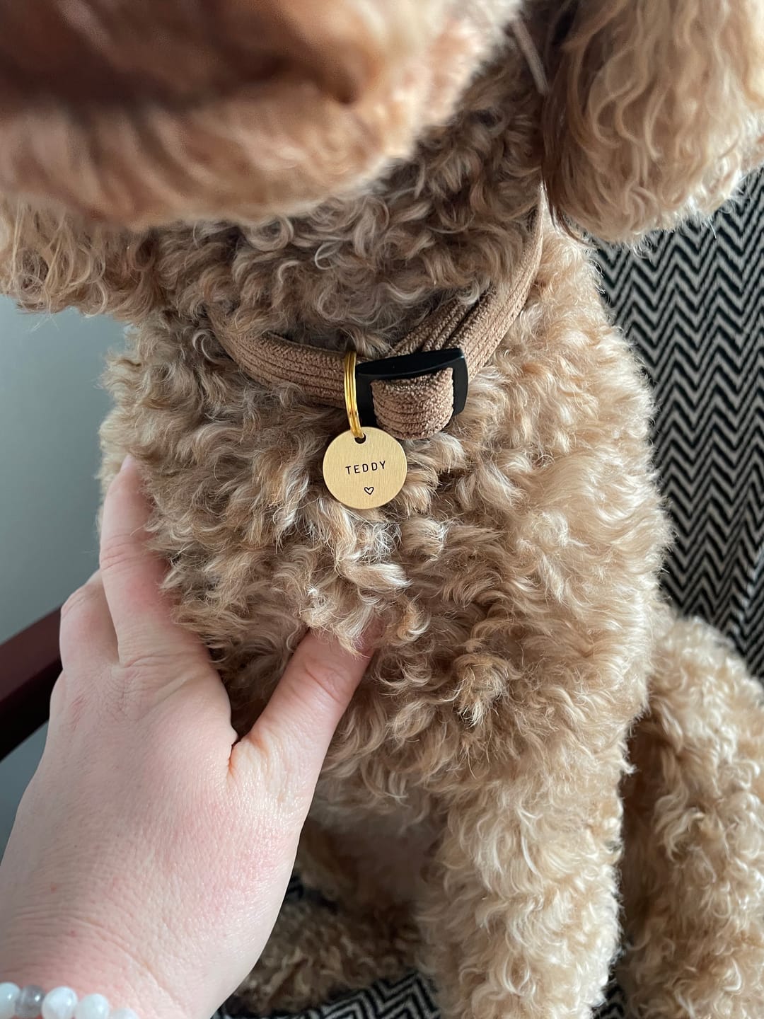 Customer photo review of Corduroy Dog Collar