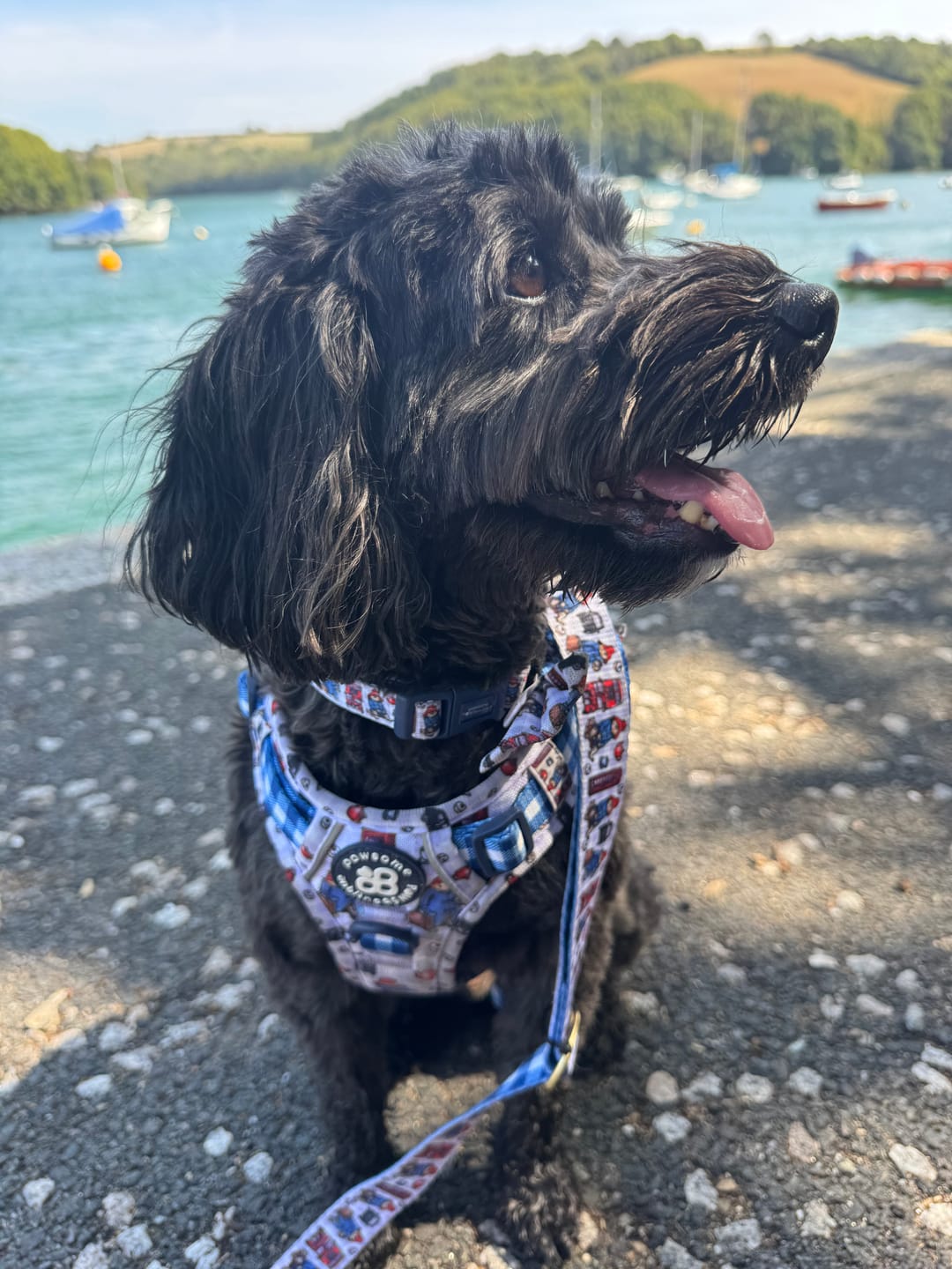Customer photo review of Paddington™ Tough Trails™ Harness - London