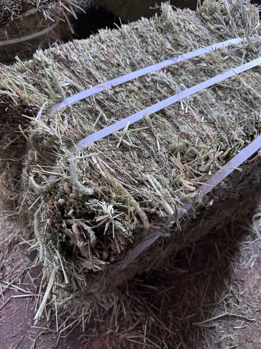 Customer photo review of Western Timothy (Click here for Qty Discount), 1st Cutting, Ultra Premium (Buy More Save More)(Price Includes delivery)