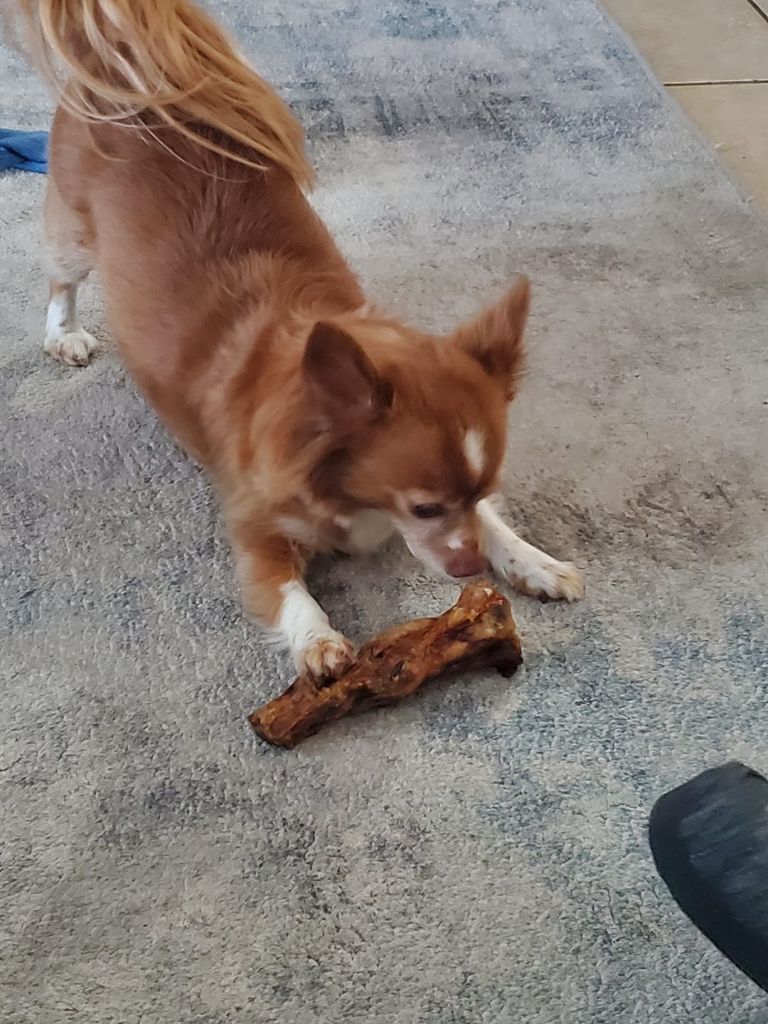 Customer photo review of Ostrich Foot Bone (7" x 3.5"): The Flavorful & Long-Lasting Chew for Small to Medium Dogs