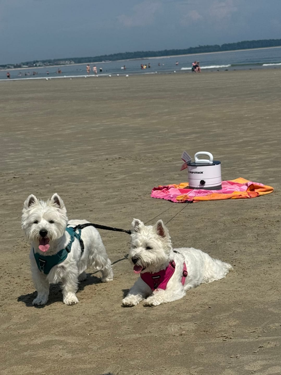 Customer photo review of Pup Stack