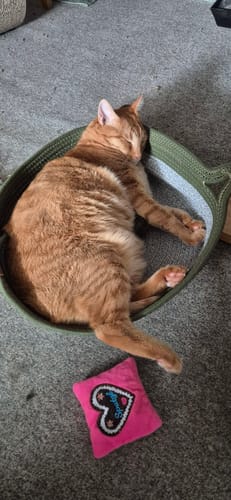 Customer's Fellnest Katzenkorb mit einem orangefarbenen Kater beim Schlafen und einem kleinen rosa Spielzeugkissen