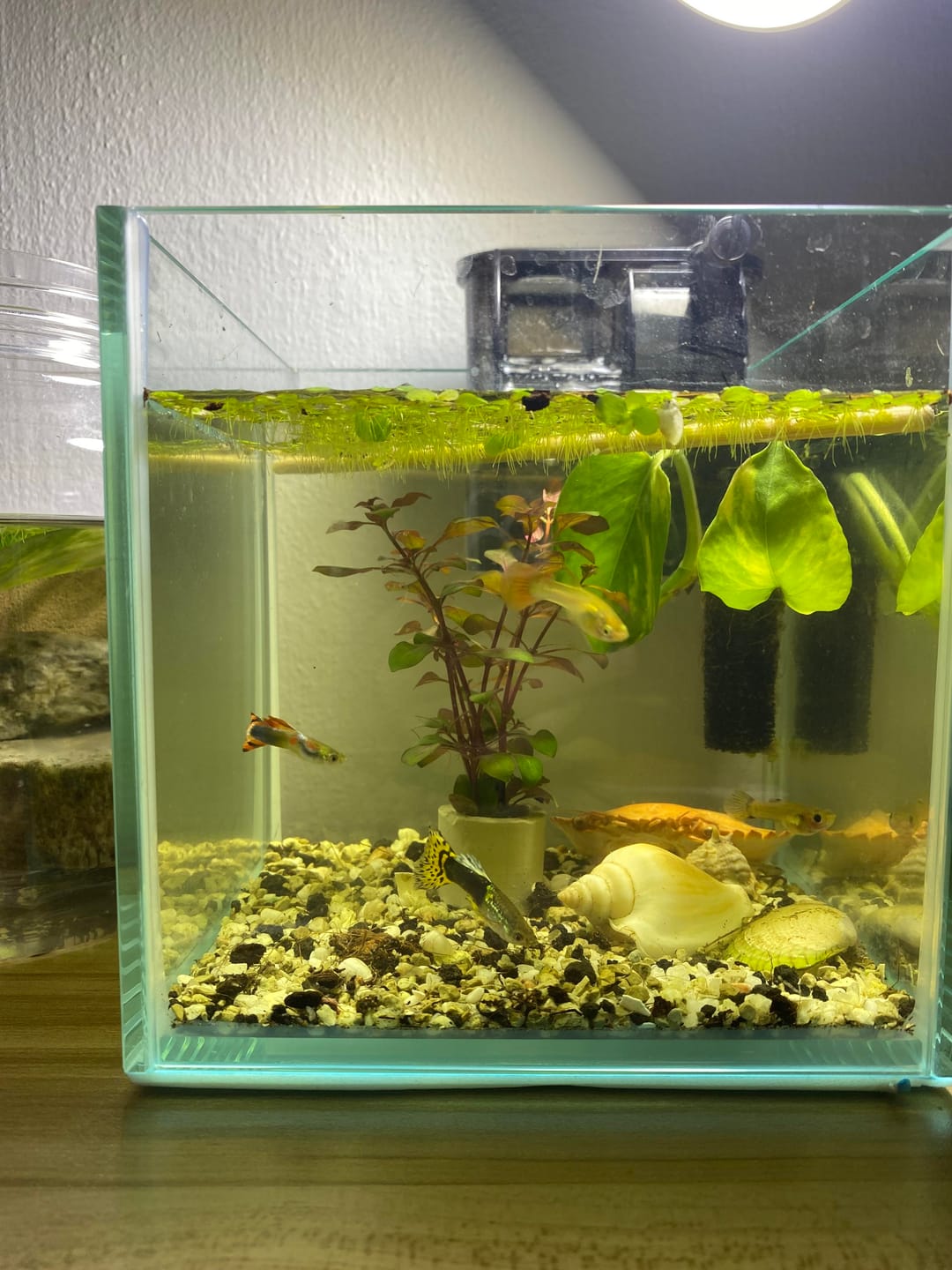 Customer photo review of Koi Red Ear Guppy Fish