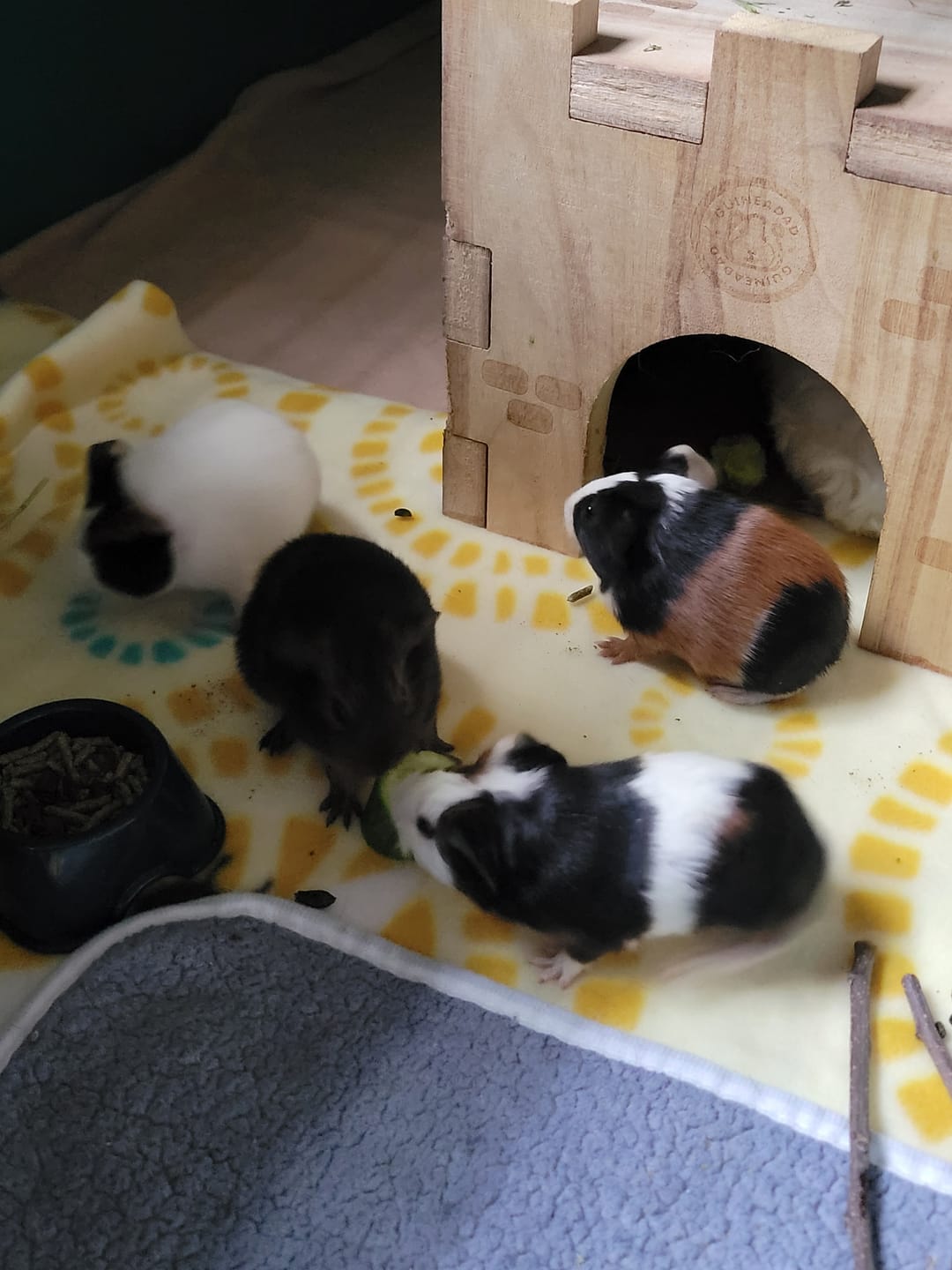 Customer photo review of GuineaDad Wooden Castle Hidey For Guinea Pigs