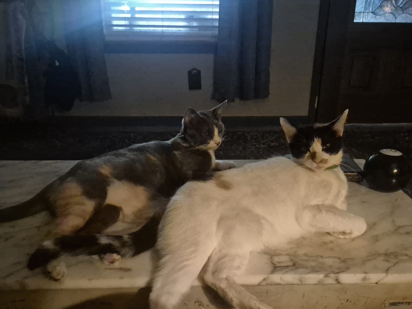 Customer photo review of FurLife™ - 8 Months All Natural Flea and Tick Collar for Cats