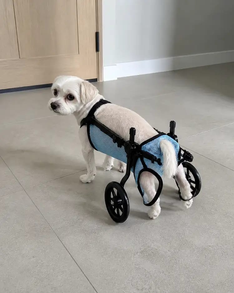 Customer photo review of JoyStride Dog Wheelchair for Small & Medium Breeds