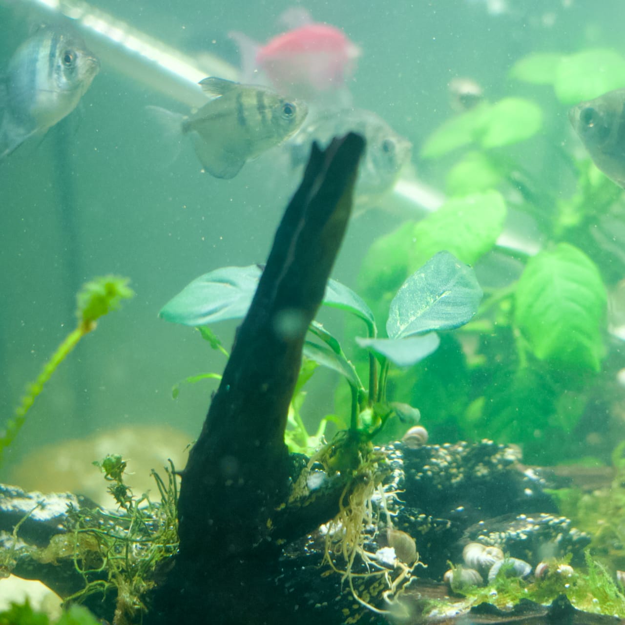 Customer photo review of Anubias Barteri Coffeefolia