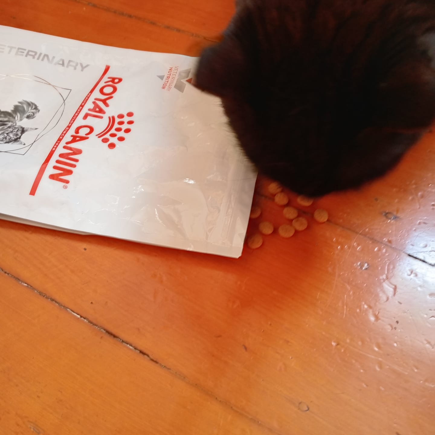Customer photo review of Royal Canin Veterinary Diet Urinary S/O Moderate Calorie Cat Food