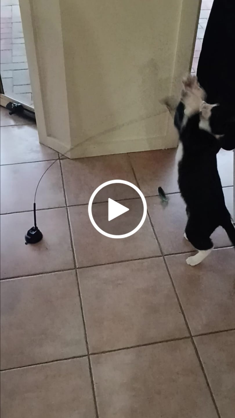 Customer video review of Interactive Bird Simulation Cat Toy