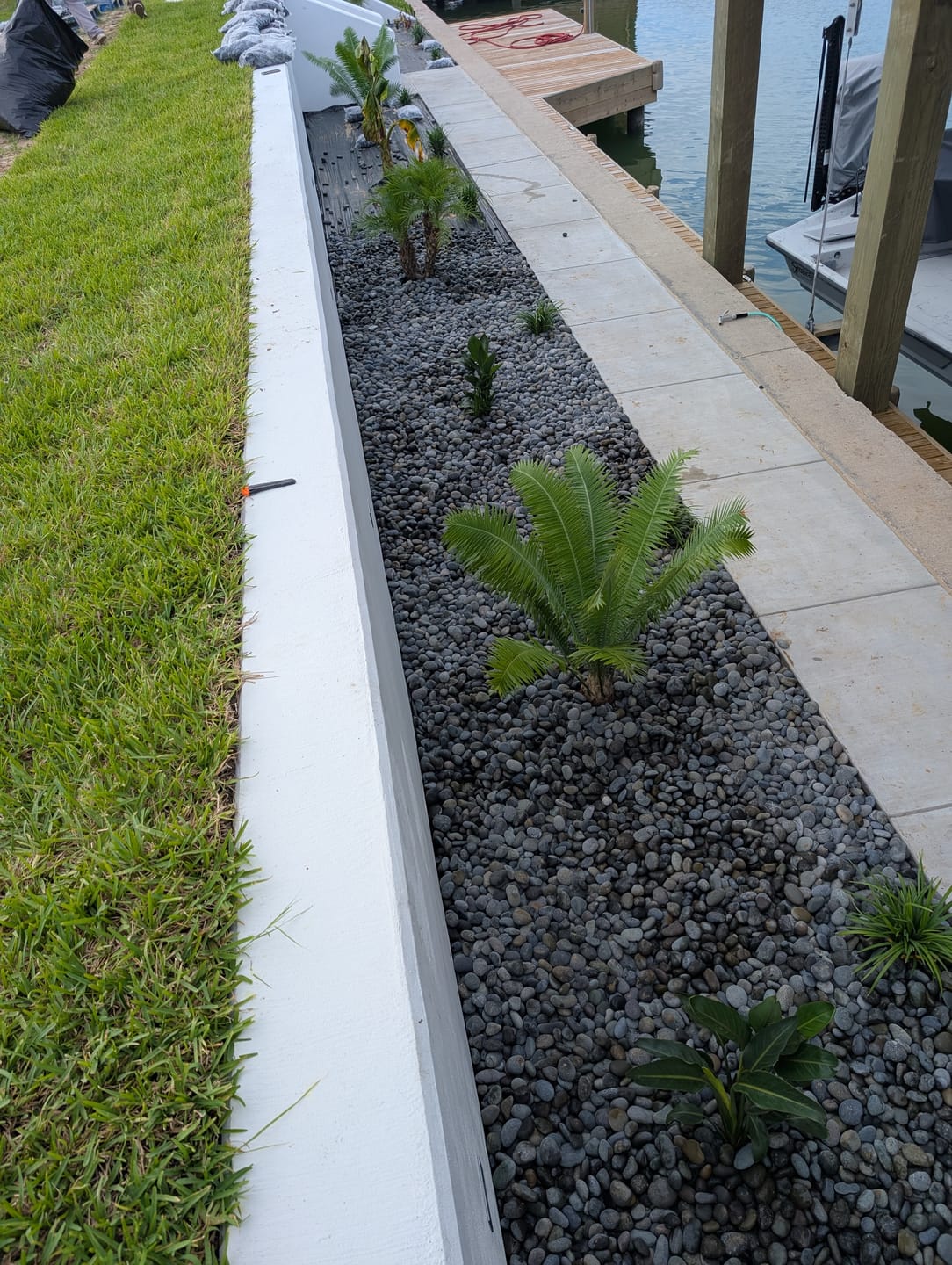Customer photo review of Liriope Muscari Big Blue, Lilyturf