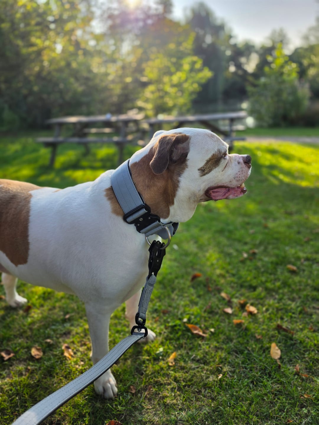 Customer photo review of Performance lead - Grey