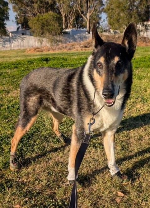 Customer photo review of Spark Paws 365 -  The All-Season Dog Shoes - Green Brown