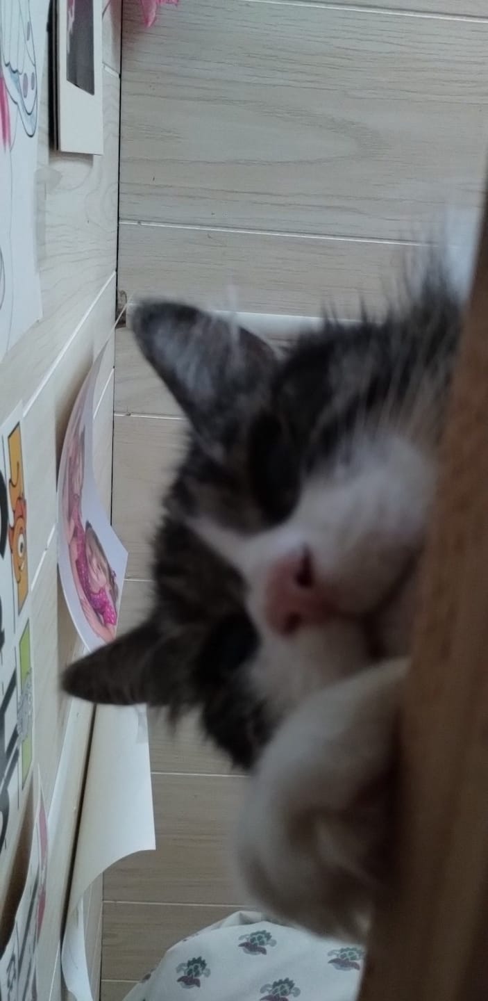 Customer photo review of FeLife® Immunity Support - Reduces FeLV Virus in Cats