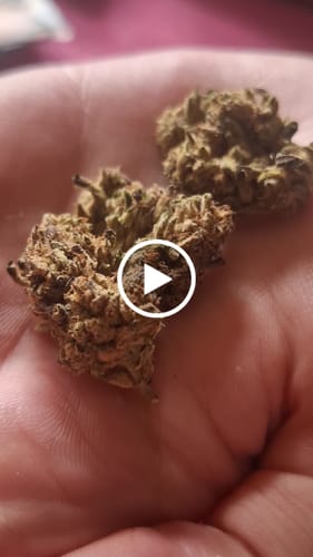 Customer video review of THC-A Flower California Love