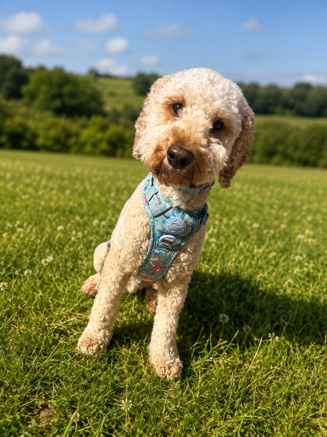 Customer photo review of Dinosaur Dog Harness – Dino Party Reflective No-Pull