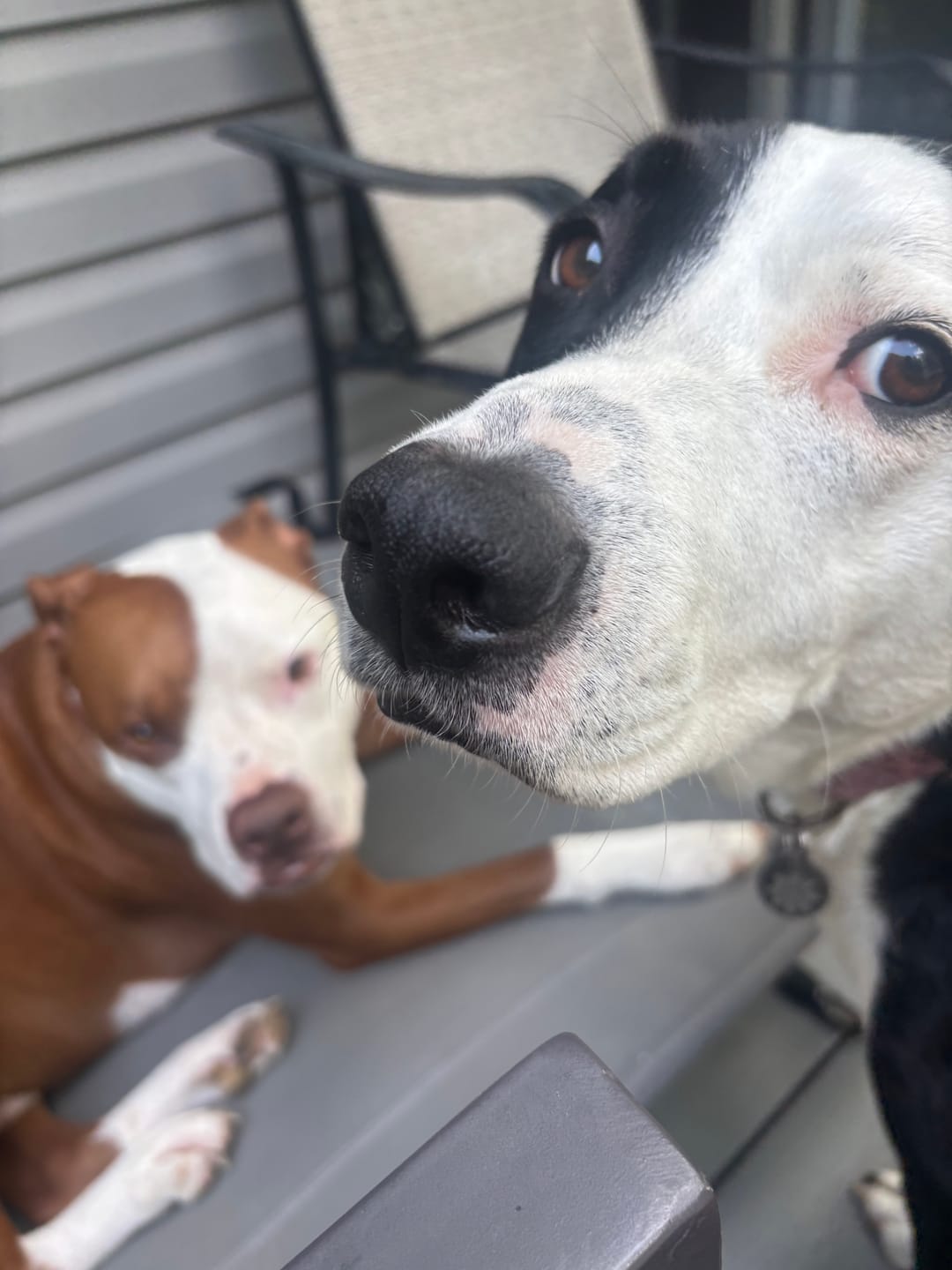 Customer photo review of FurLife™ - 12 Months All Natural Flea and Tick Tags for Dogs