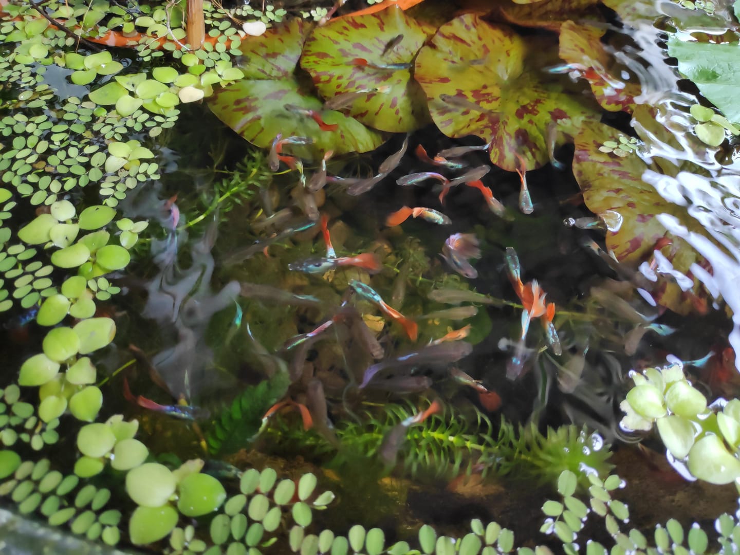 Customer photo review of Yellow Tiger Halfmoon Guppy Fish
