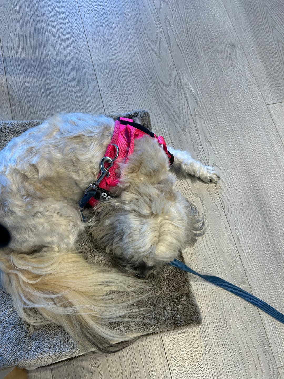 Customer photo review of Vovly - Anti-Trekk Hundesele