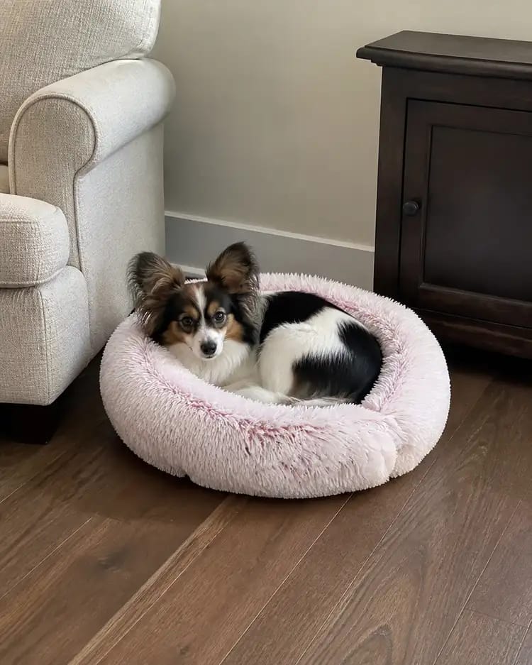 Customer photo review of SnuggleSoft Orthopedic Calming Pet Bed