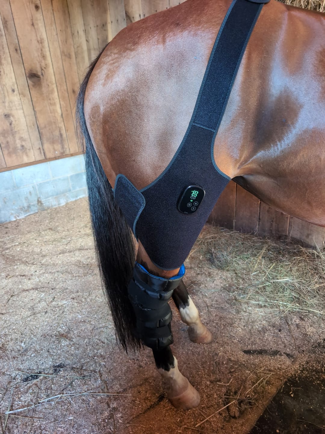 Customer photo review of HorseHalo™ HaloHind