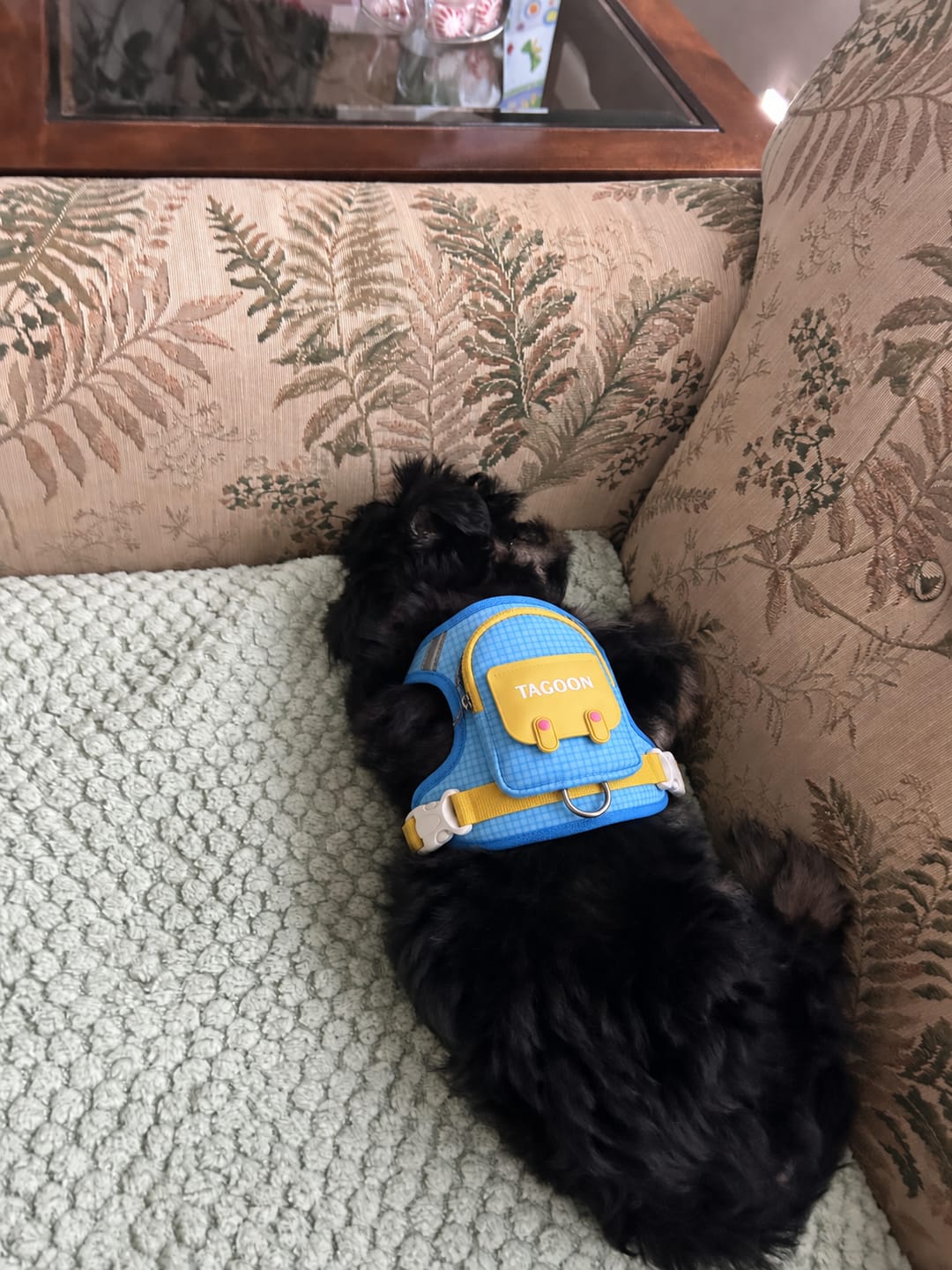 Customer photo review of PACKiTAIL™ Pet Backpack Harness