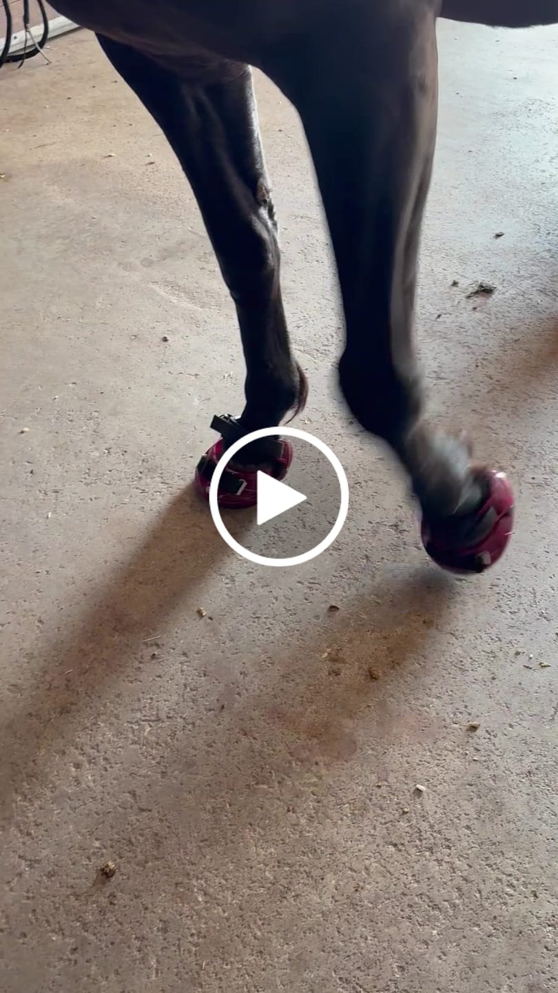 Customer video review of Renegade® Viper Shield™ Hoof Boot - Dark Rose