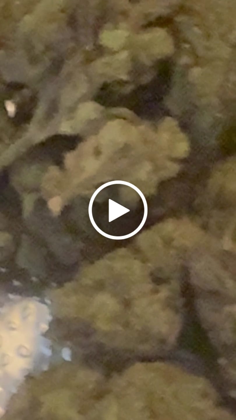 Customer video review of Cheap THCA Smalls Pound