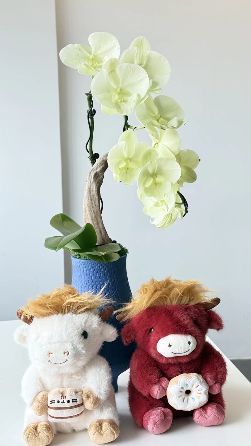 Customer photo review of Highland Cow Plushies