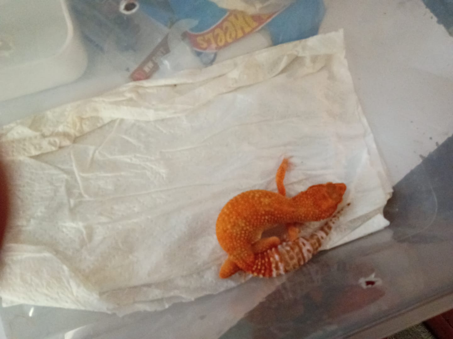 Customer photo review of Female Mandarin Inferno Emerine Tremper Albino