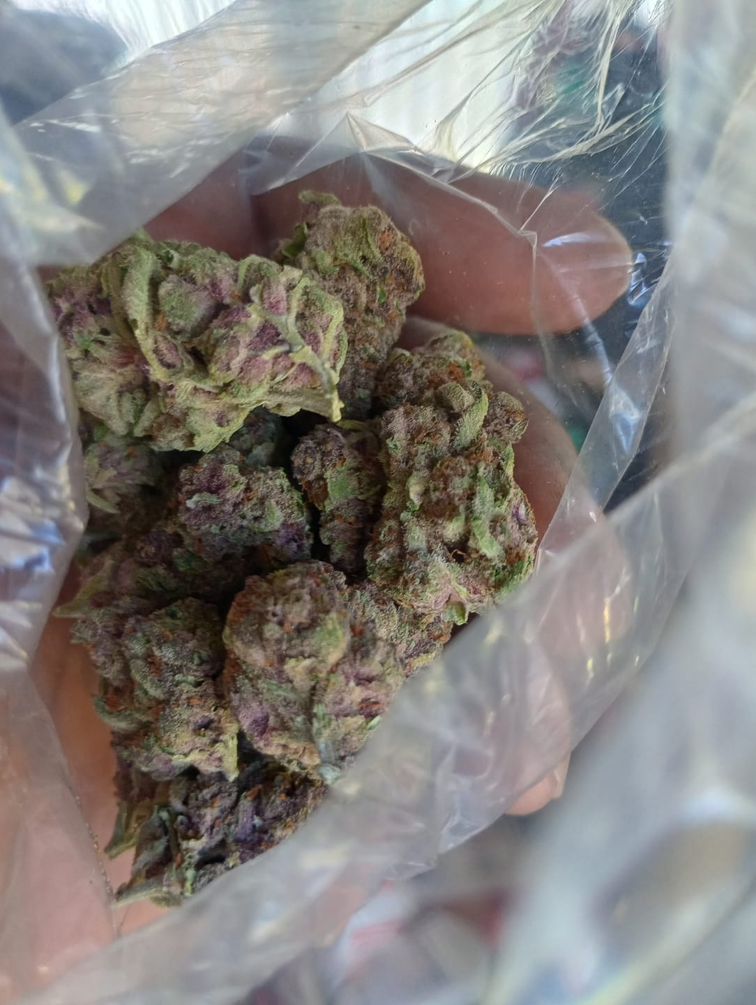 Customer photo review of Tropicana Cherry THCA Flower