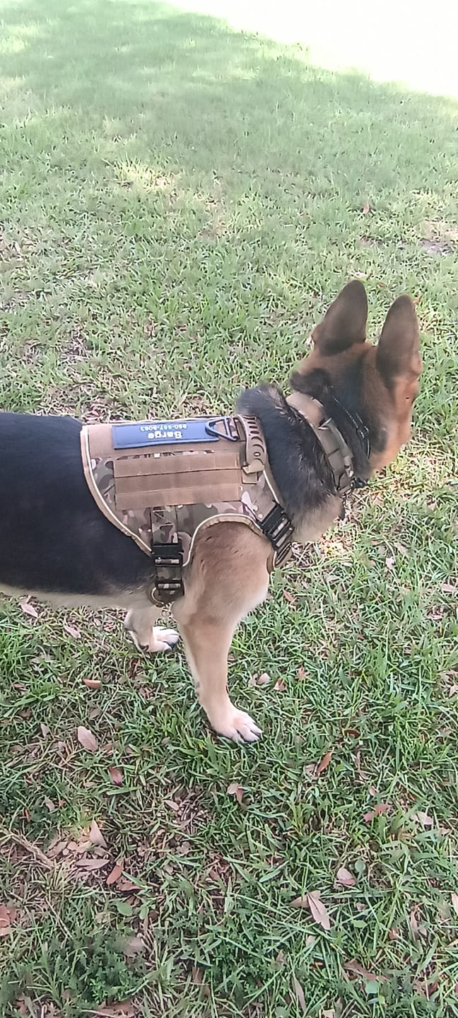 Customer photo review of Team K9® Tactical Dog Collar