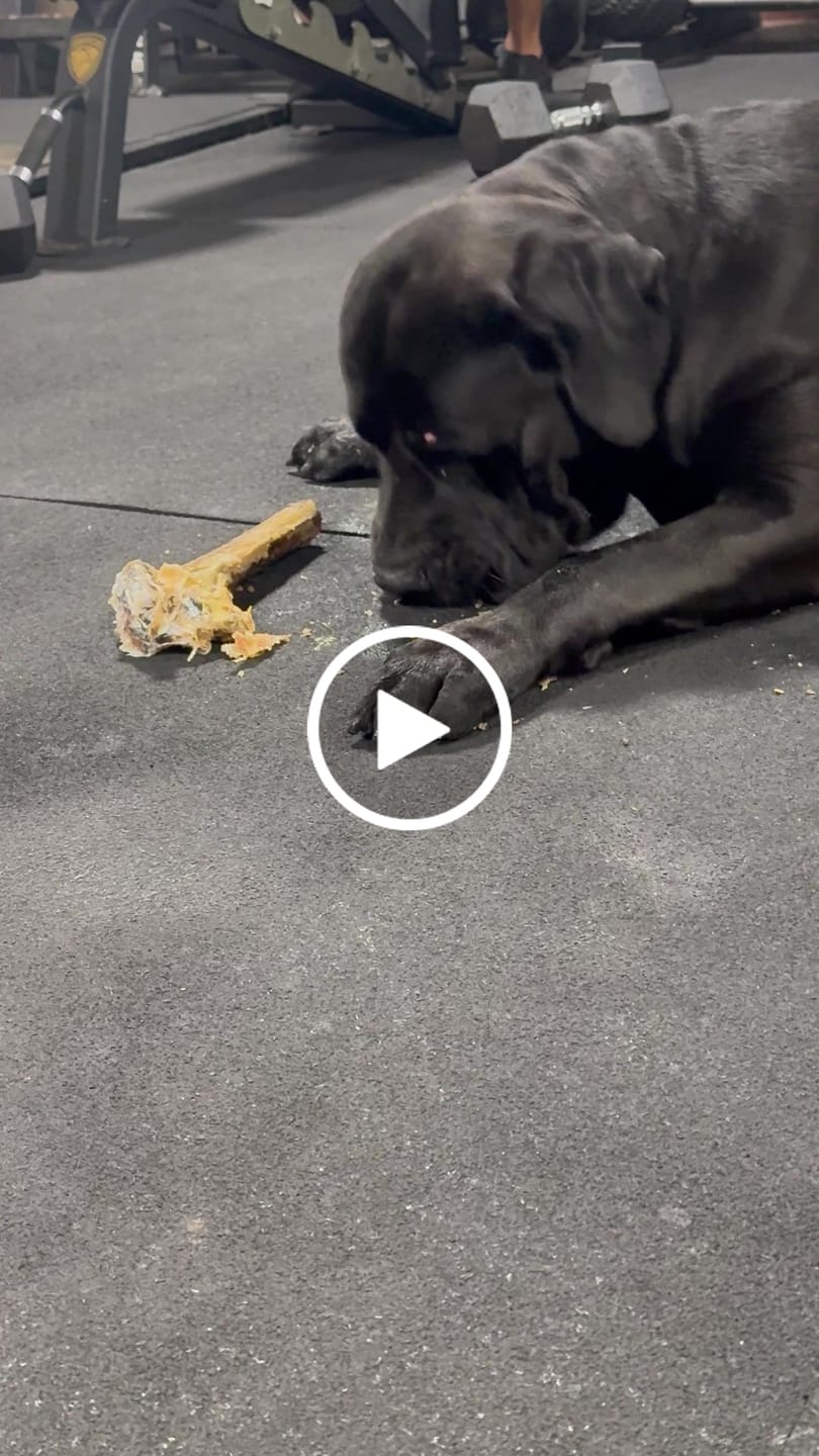 Customer video review of Large Ostrich Cane (11.5" x 5"): The Ultimate Long-Lasting Chew for Medium, Large & XL Dogs