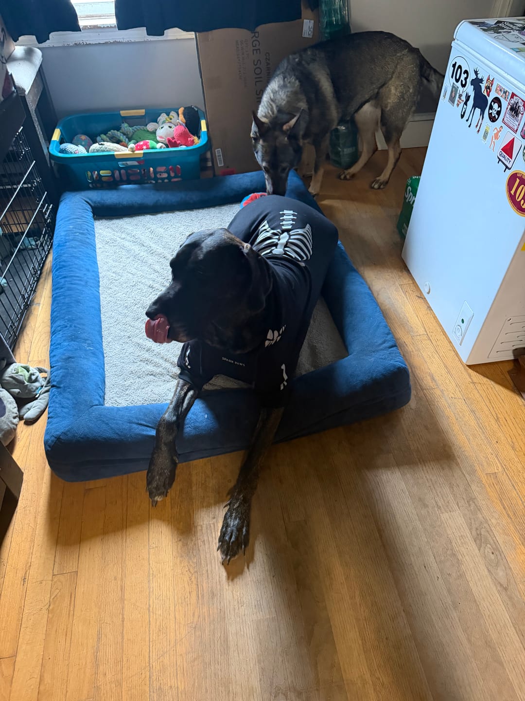 Customer photo review of Halloween Dog Hoodie - Reflective Skeleton