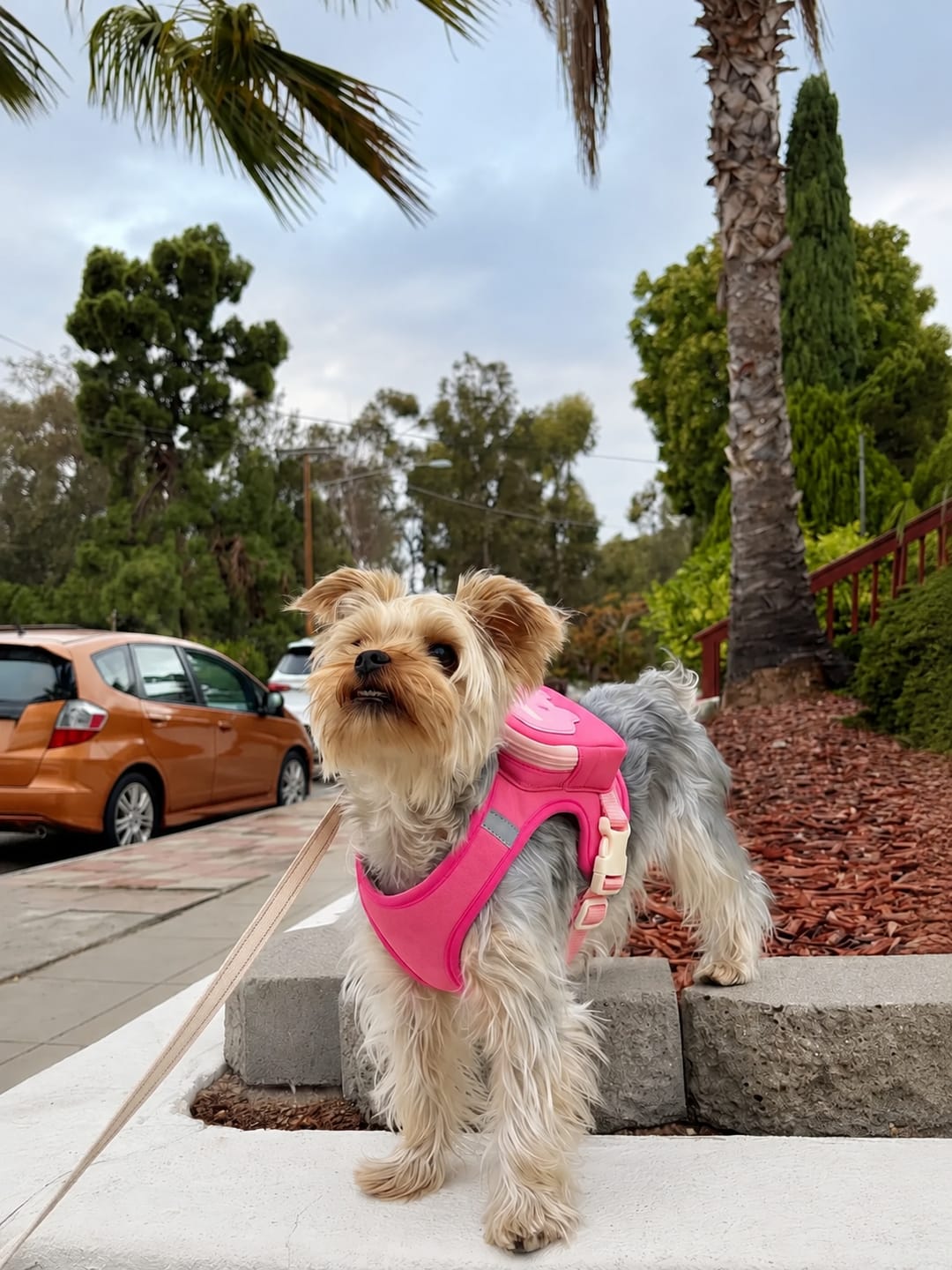 Customer photo review of PACKiTAIL™ Pet Backpack Harness