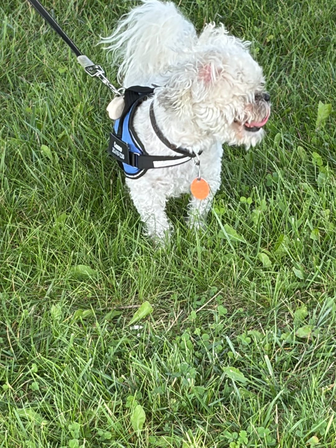 Customer photo review of Dogshood ™ Ergonomic Harness