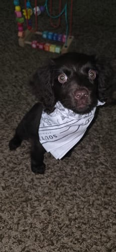 Customer's puppy wearing a white Southern String bandana on a textured carpet.