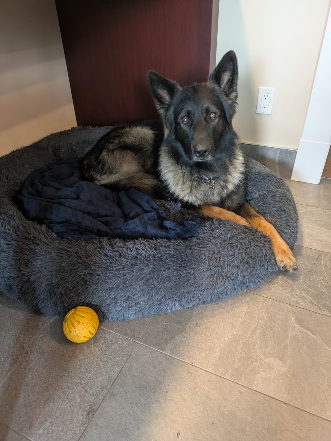 Customer photo review of Calming Dog Bed