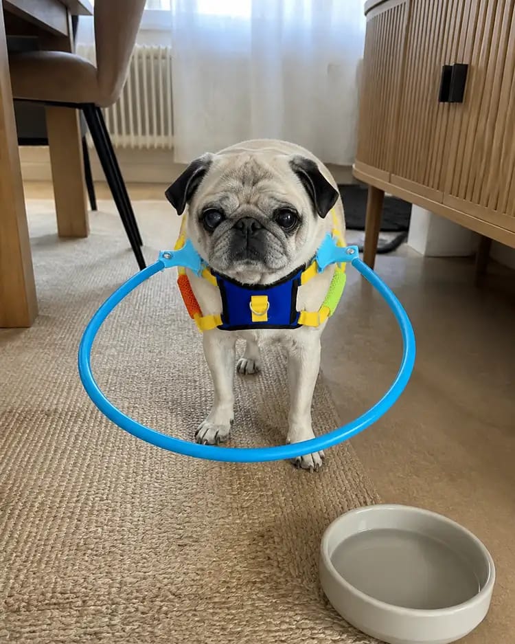 Customer photo review of Halo Safety Ring for Blind Pets