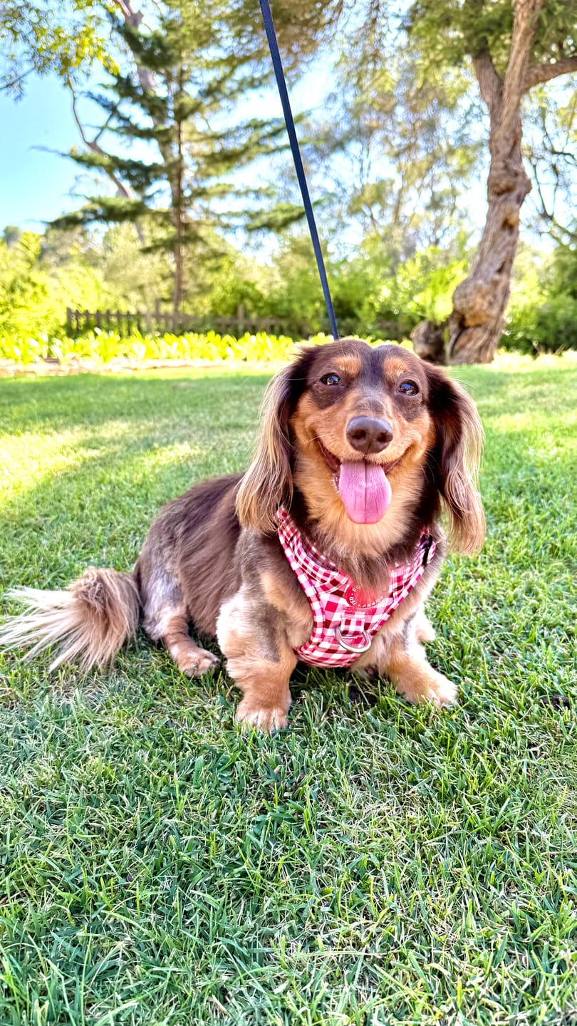 Customer photo review of 3-Click Tough Step-in Dog + Puppy Harness | Teaberry Plaid